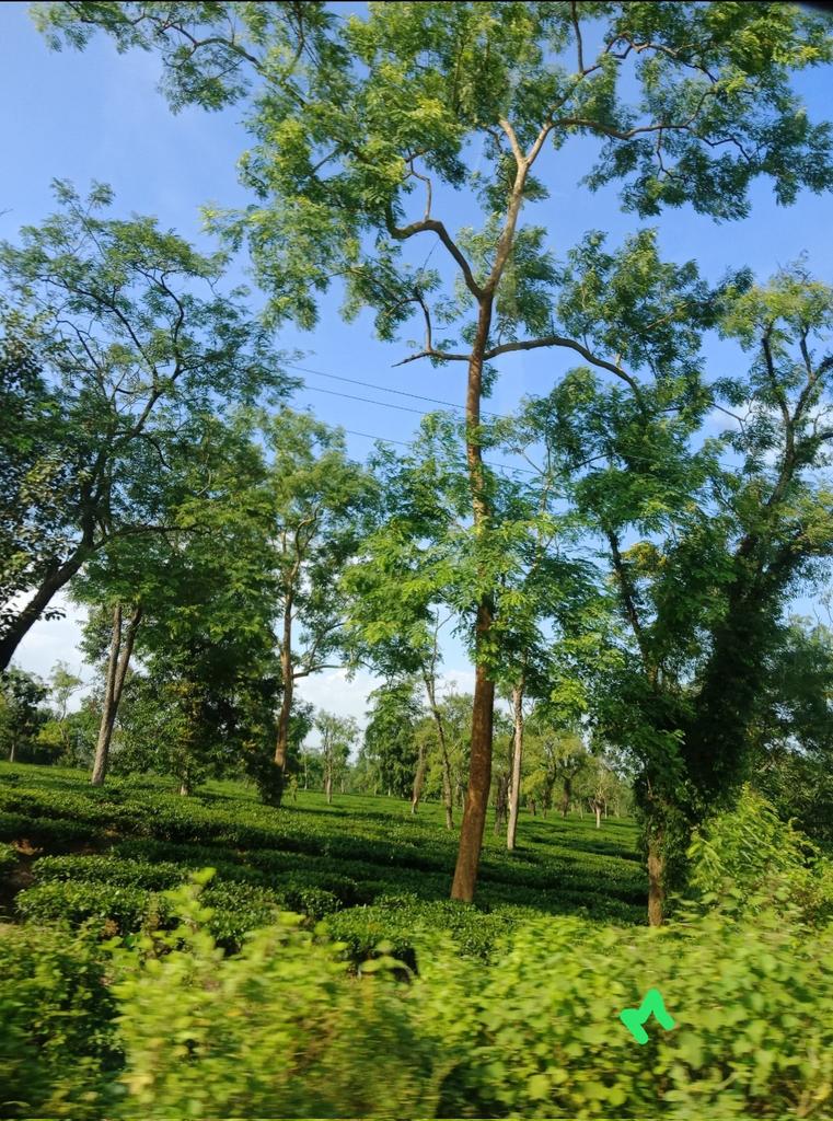 Go Green....💚💚💚 #AwesomeAssam #myclick 🍀🍀🍀