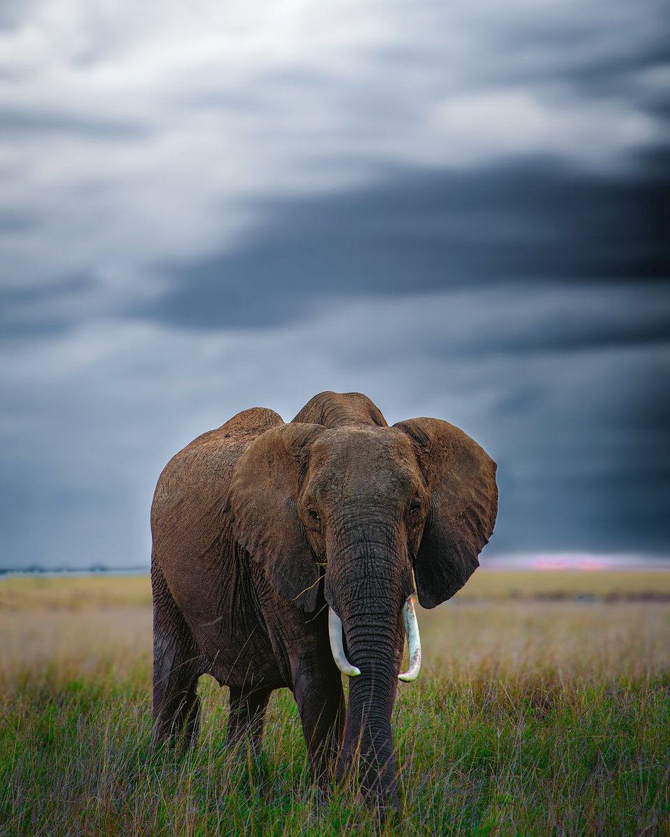 Behold the majestic African elephant roaming the beautiful Amboseli landscape.

#EncounterElewana #Elephant  #AmboseliNationalPark