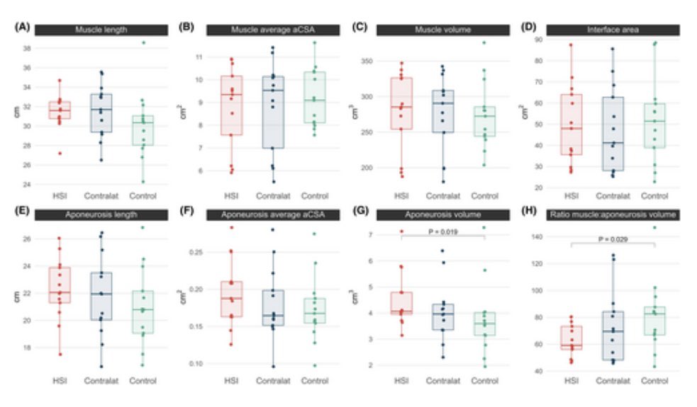 New from @StephLaz_ ➡️ Biceps femoris long head muscle and aponeurosis geometry in males with and without a history of hamstring strain injury @Griffith_Uni