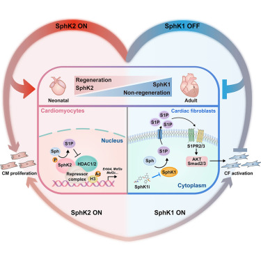 Sphingolipid metabolism controls mammalian heart regeneration dlvr.it/T53grs