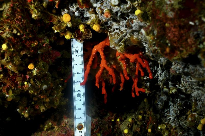 A #Med endemic species, #redcoral has been harvested for millennia, but its biology makes it particularly vulnerable to many threats Today, the WGREDCORAL discusses results of a 3-year #GFCMResearch programme towards providing #scientific advice & options for long-term management