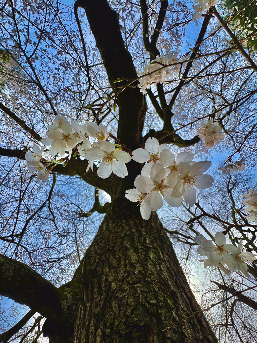 Surviving on Sunshine Me and the Weeping Cherry #tree