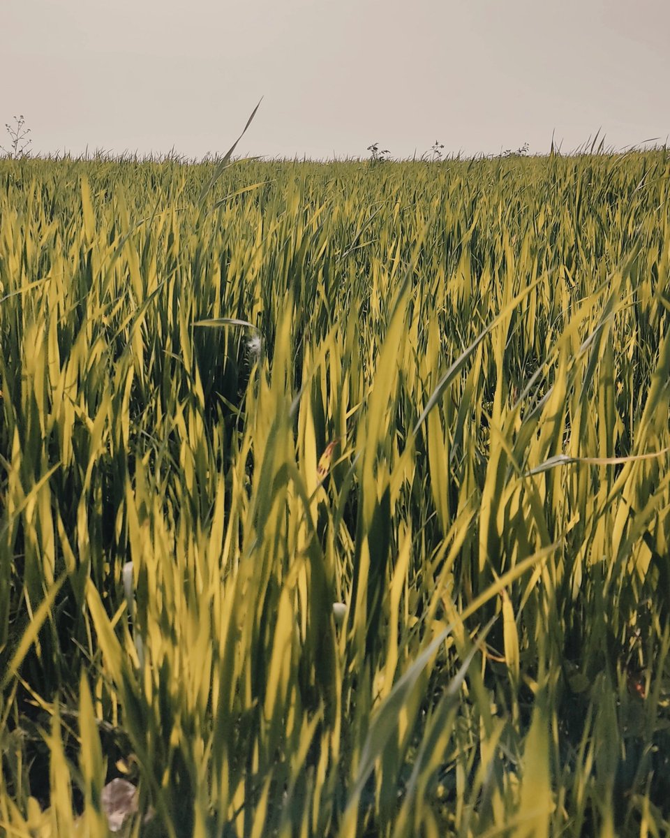 Letteralmente immersi nella #natura.
Faeto (Foggia) #montidauni
#Puglia
