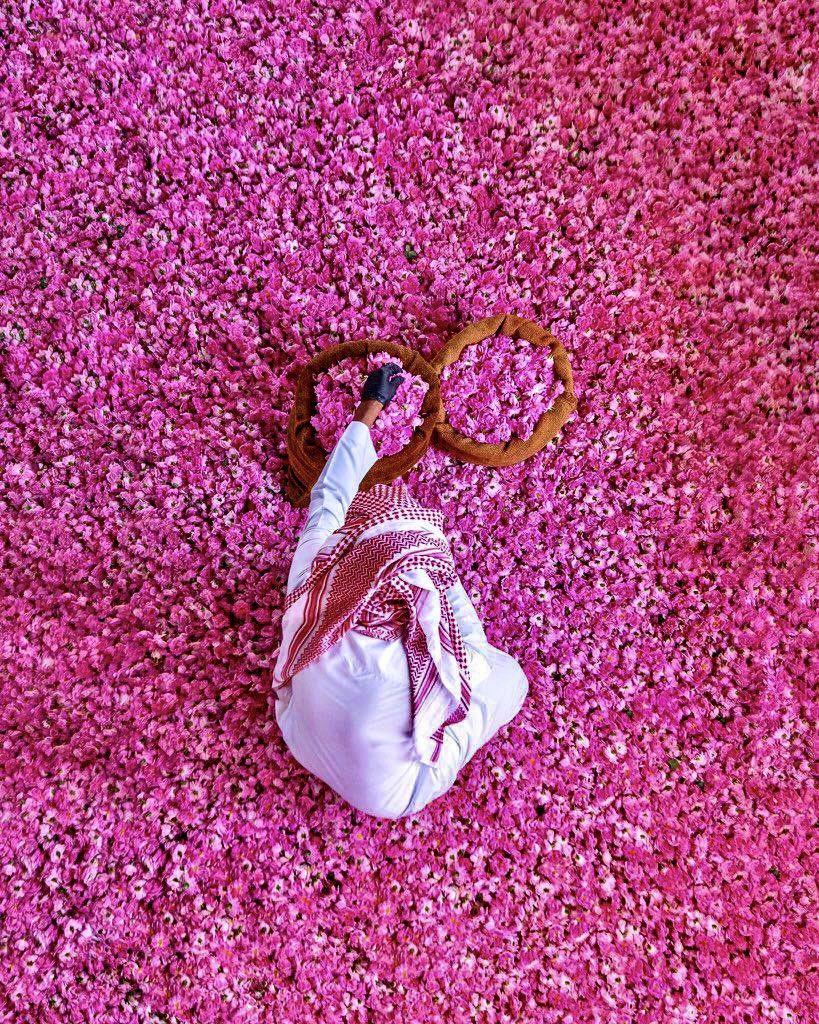 Every spring roses bloom in the western Saudi city of Taif, turning pockets of the Kingdom’s vast desert landscape a vivid & fragrant pink. In April, they are harvested for the essential oil used to cleanse the walls of the sacred Kaaba in Makkah A thread on the roses of Taif…