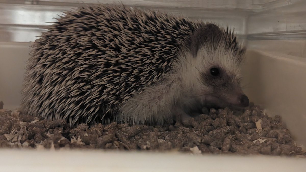 hedgehog__Latte tweet picture