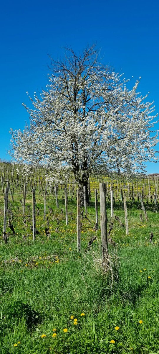 Primavera in Monferrato, un'esplosione di colori! Chi ci raggiunge per una bella gita?

#brachettodacquidocg #primavera #spring #gitafuoriporta #domenica #sundaytrip