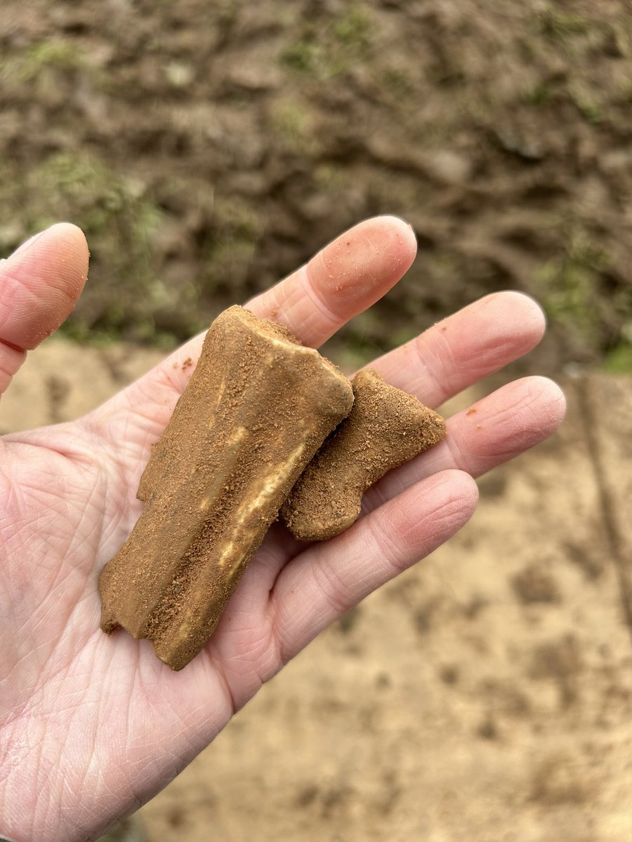 Some reindeer bone fragments coming from our @RIAdawson funded excavations at Castlepook Cave 2024. Fresh out of the cave sediment… all recorded of course. #IrishCaveBones