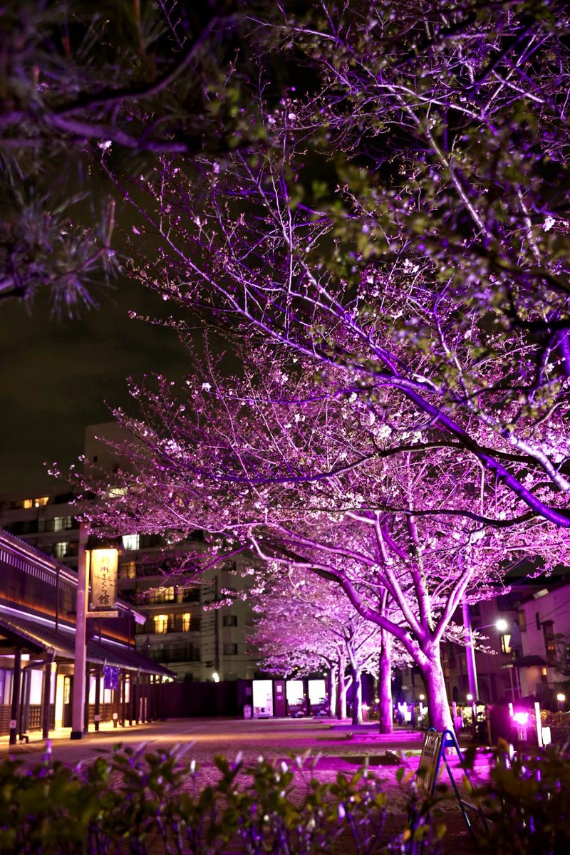 桜夜 新川千本桜 だいぶ咲いてきましたね 新川さくら館の夜桜ライト