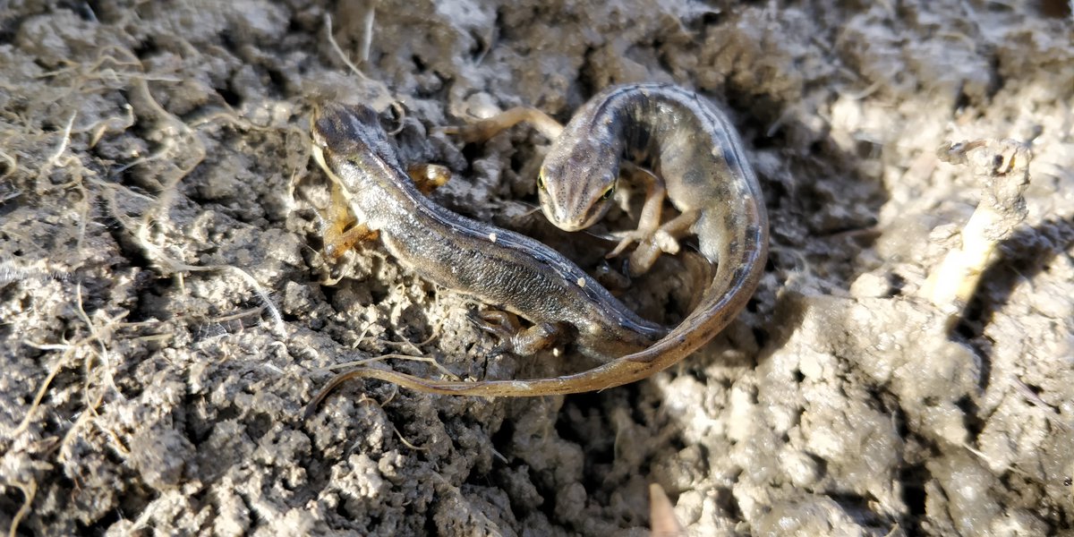 Froglife tweet media