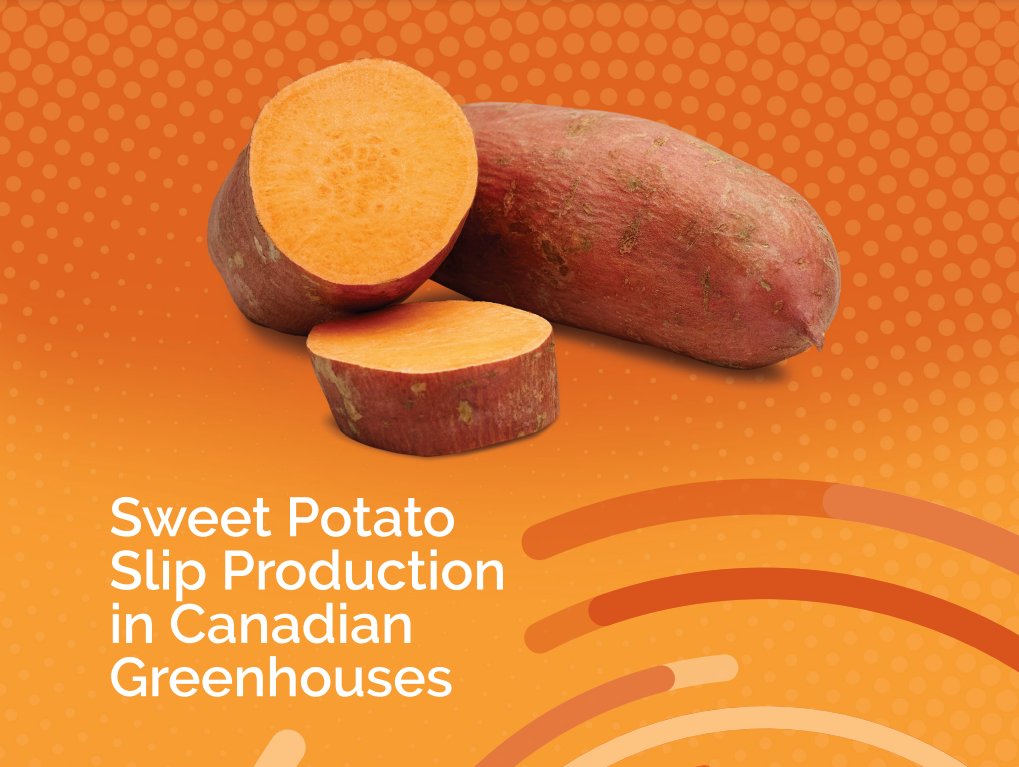 There's some sweet potential for growing #sweetpotatoslips in #Canadiangreenhouses! #VinelandResearch has released a new report on best #productionpractices to support the creation of a national #slippropagation industry. Learn more in @GreenhouseCan ow.ly/UvlJ50R5Vlt