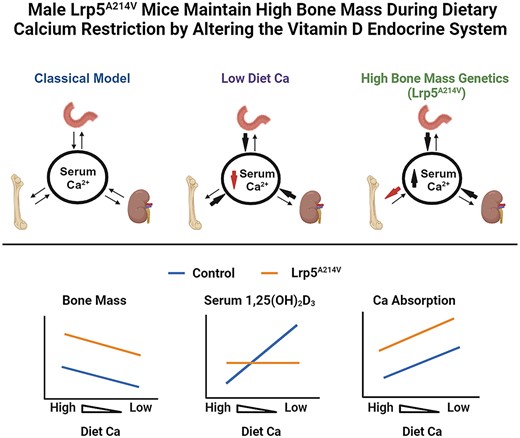 Results from this new study in #JBMR provide important proof-of-principle support for the concept of personalized recommendations for bone health management <a href="/OzgurelUcer/">Serra Ucer Ozgurel</a> <a href="/preyesfe/">Perla Reyes Fernandez</a> @OUPMedicine

Read more here: doi.org/10.1093/jbmr/z…