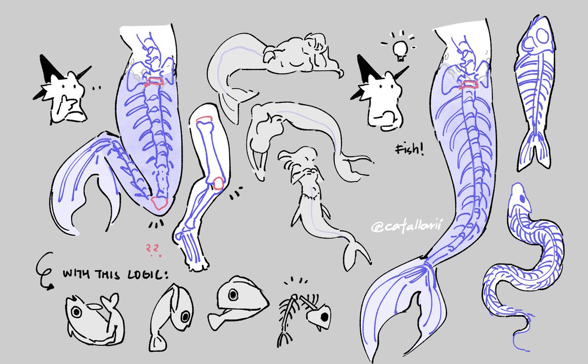 art pet peeve: mermaid tails drawn bent so here's a visual tutorial