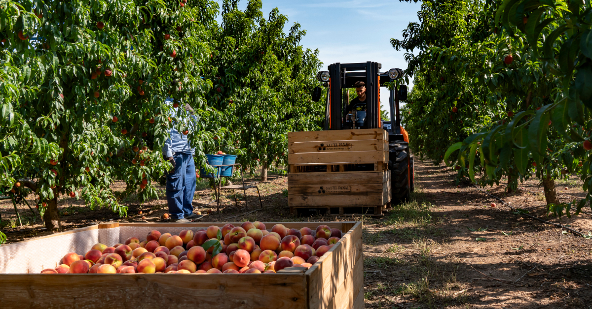 Spring is finally here and some of everyone's favorite fruits and veggies are in season. What's ripe and ready for harvest in your area? 🍏Pick it up with our all-terrain range of forklifts. Get the job done in a breeze!

#AUSAmachinery #heavyequipment #forklifts #spring #harvest