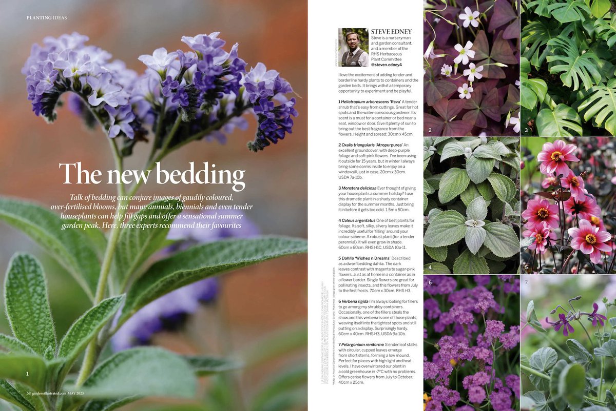 'Many annuals, biennials and even tender houseplants can help fill gaps and offer a sensational summer garden peak.' 3 experts recommend their favourite bedding in the May 2023 issue of @GdnsIllustrated: 🌷 exacted.me/GardensIllustr… 🌷