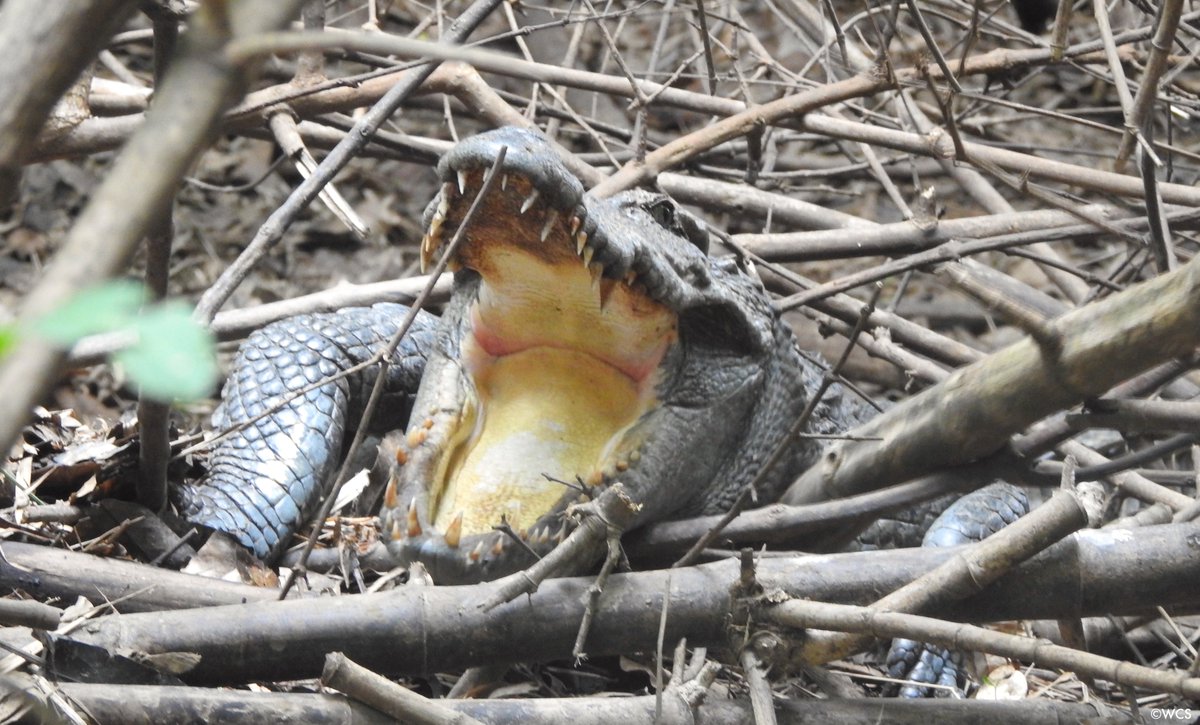 For the first time, the nesting of a reintroduced Critically Endangered Siamese crocodile has been observed. “This is something of a landmark in our conservation efforts.” More: bit.ly/3J8j5Mx
