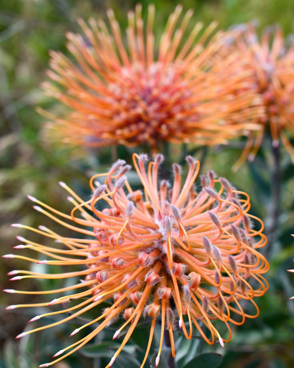 The shade? So chic 🍑 #Peach is stealing the limelight in the color world, & we’re loving every moment of it. This trending hue inspired by nature is a warm + cozy shade that is heartfelt & one that people can draw comfort from. 💥🍑💥 #inspiredbynature #leucospermum #cagrown