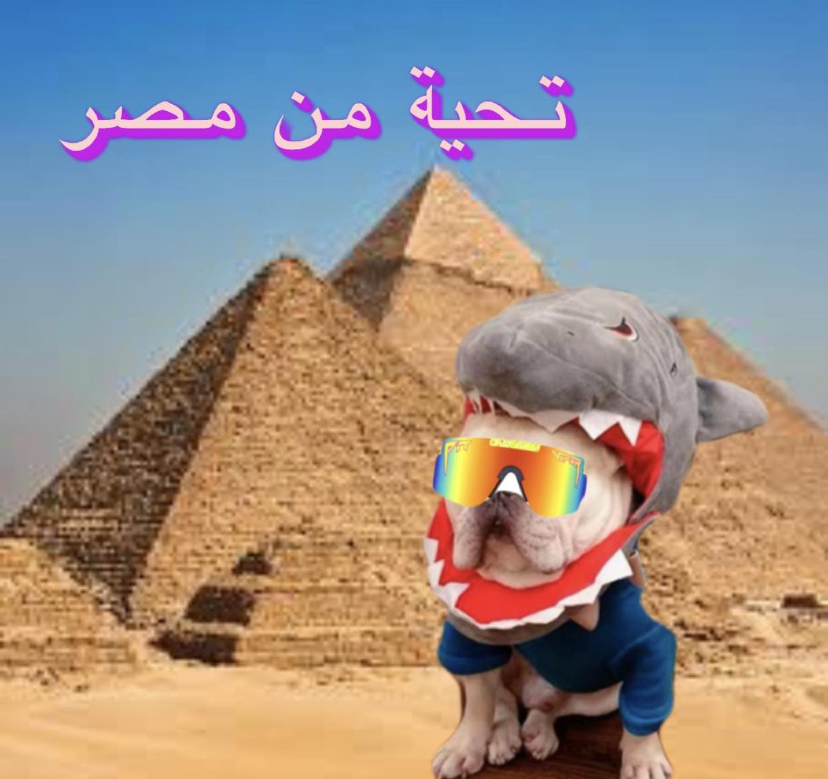 SharkDogCoin's tweet photo. #Sharkdog is in Egypt for his world tour!

Riding some camels later on!!

$SD $SC https://t.co/9kgXmQn0AO