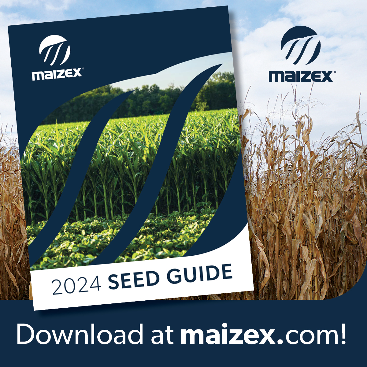 Need some last minute seed? Our 2024 seed guide is available to download here: bit.ly/MZeast24 Ask your #MaizexDealer which products are available and best for you. #fieldbyfield #Plant24 #CanadianGrownCanadianOwned