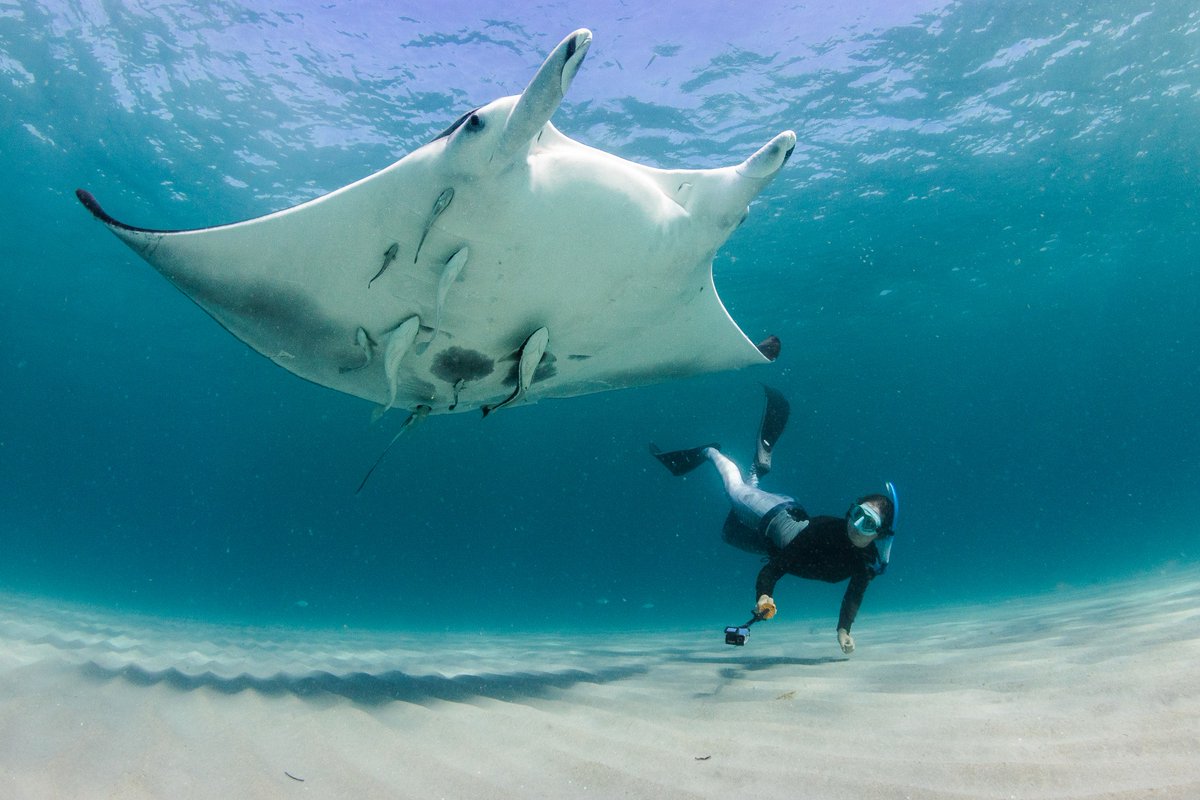 We are excited to host an evening with Jessica Pate of the Florida Manta Project on Friday, April 19, from 7-8:30 pm! Jessica will be discussing her work in ray biology and global manta ray conservation. Get tickets at bit.ly/3TgAiba!