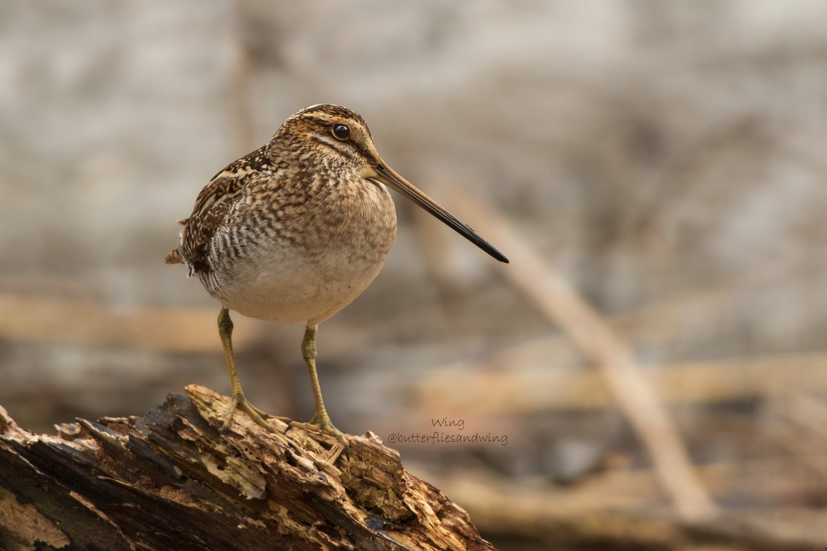 A bird that usually very well hidden decided to take the stage of the dead wood podium. Wilson's snipe portrait #birdwatching #birdphotography #BirdsOfTwitter #snipes #nycbirds #nycwildlife #birds