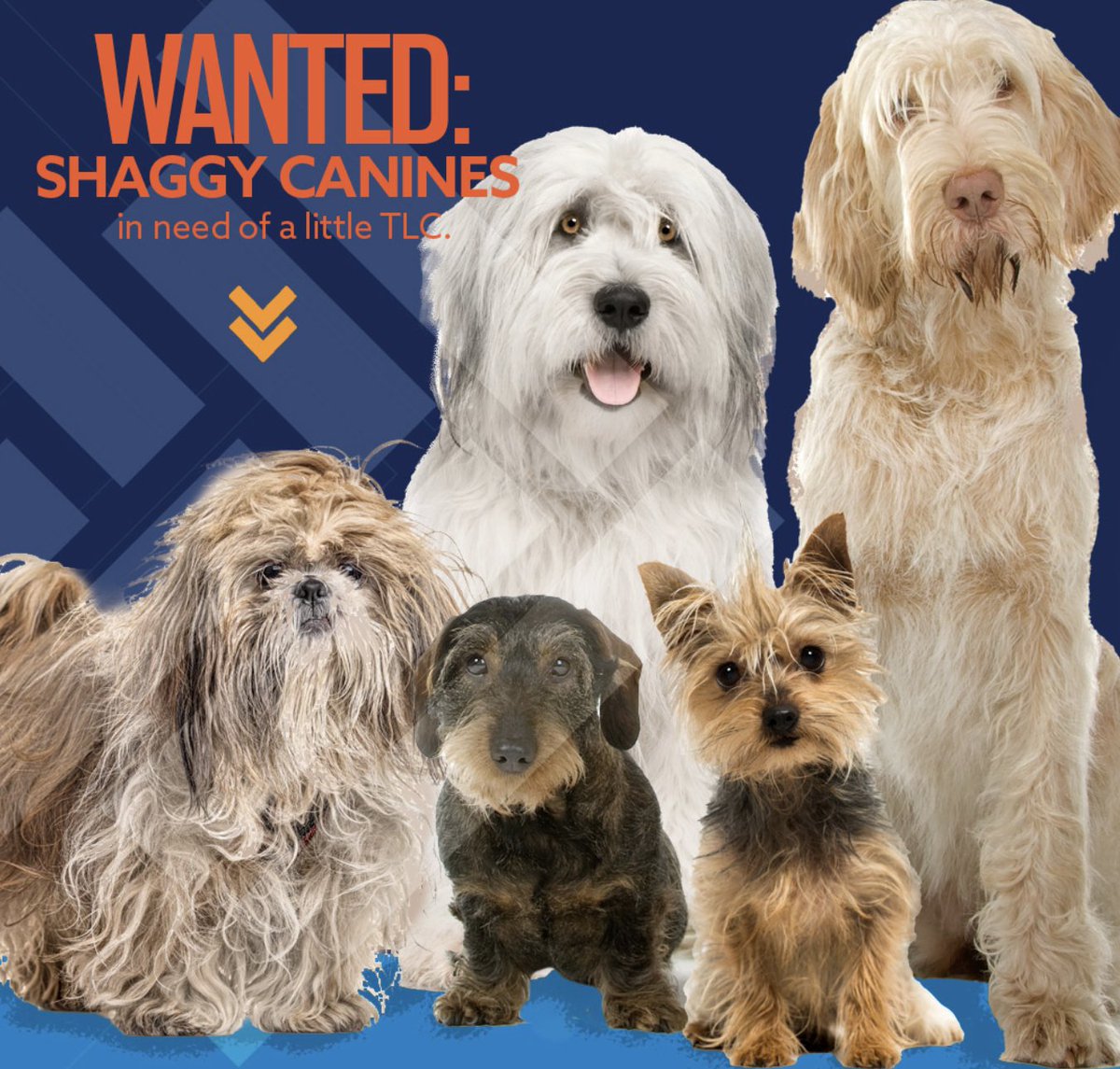 Canine clients wanted! FREE bath, brush, trim by Harford's Dog Grooming program. Day/eve appointments avail. Rabies vaccination required. hccgrooming@gmail.com to schedule appointment.