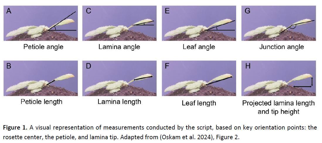 NEWS & VIEWS: What they do in the shadows: a low-cost imaging system for recording leaf expansion and movements (Alicja B Kunkowska) buff.ly/4aBGBNr @AlicjaKunkowska @ASPB #PlantSci