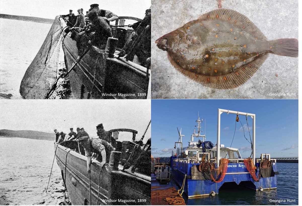 Georgina Hunt (@georgina_hunt) on Twitter photo 🚨New paper!🚨
We used unique historical #trawl data and resurveyed the same sites 120 years later to reveal long-term change in a North Sea inshore fish assemblage🐟
<a href="/newcastlemarine/">NCL Marine</a> <a href="/UoABioSci/">School of Biological Sciences</a> <a href="/CefasGovUK/">Cefas</a>
#Openaccess in #MEPS
int-res.com/abstracts/meps… 🚨New paper!🚨
We used unique historical #trawl data and resurveyed the same sites 120 years later to reveal long-term change in a North Sea inshore fish assemblage🐟
<a href="/newcastlemarine/">NCL Marine</a> <a href="/UoABioSci/">School of Biological Sciences</a> <a href="/CefasGovUK/">Cefas</a>
#Openaccess in #MEPS
int-res.com/abstracts/meps…