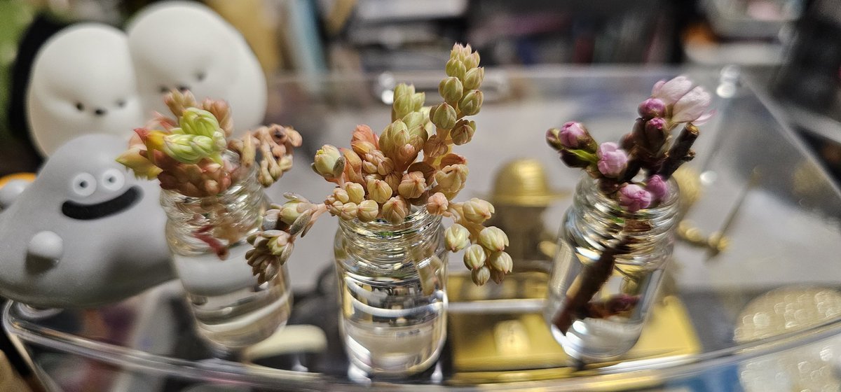 コロナになって何もする気が起きなくてようやく多肉を見る気力が出たからとりあえず先ずは花芽をブチブチ(笑)
しかし咳の後遺症がずっと続いてしんどい😭もっと多肉達のお世話したいのに😭💦コロナになんてなるもんじゃねえ！！:( ꐦ´꒳`;):