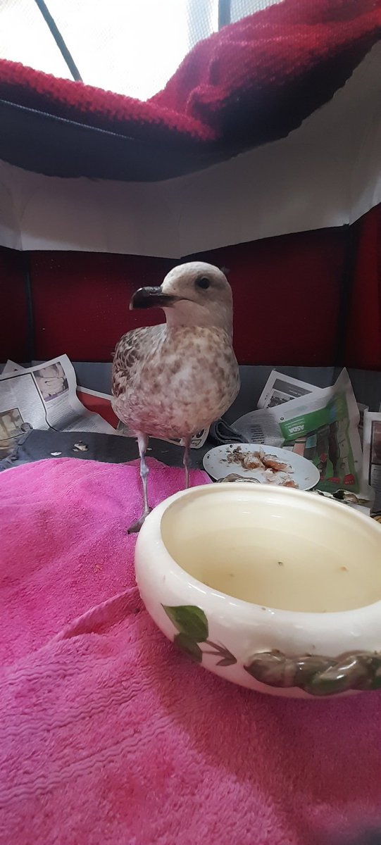 Following her new found celebrity status, the gull from Brighton station with an old and deep wound, is now residing at Bird Aid

Pls support our work. Volunteers are diminishing at an alarming rate. gofund.me/3452db2f
