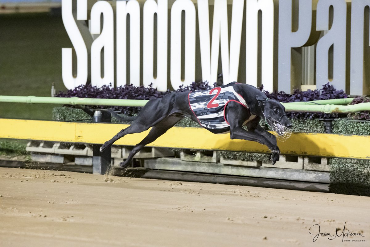 Austscapes's tweet photo. Past the post photos from Sandown 4th April 2024 can be viewed, and purchased, from the following link https://t.co/1Ofoz042e2
@GRV_News  @sandowndogs  @DimityMaher @RacingGreyhound  @GreyRecorder  @peitae @CanonAustralia https://t.co/NM7EOjETGS