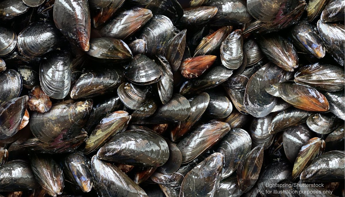 1. The Kuala Lumpur fisheries biosecurity center has found harmful algae contaminating mussels in Port Dickson’s waters.

Deputy director-general Wan Aznan says the biotoxins and harmful algae species were detected in water samples and mussels.