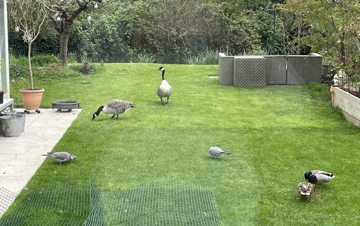 Some of 2024s pairings. 
The Canadians, Mr & Mrs Mallard, and fat pidge plus wife.