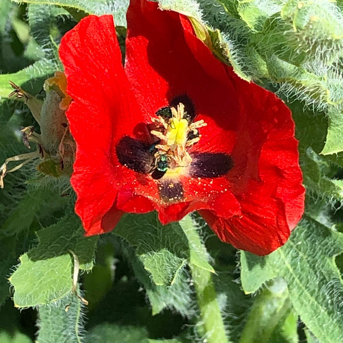 #Bondia hui gaudint d'un temps fantàstic i caminant pel camp. 🚶

Foto 1. Fent la foto... 📷

Foto 2. La foto... 🥀