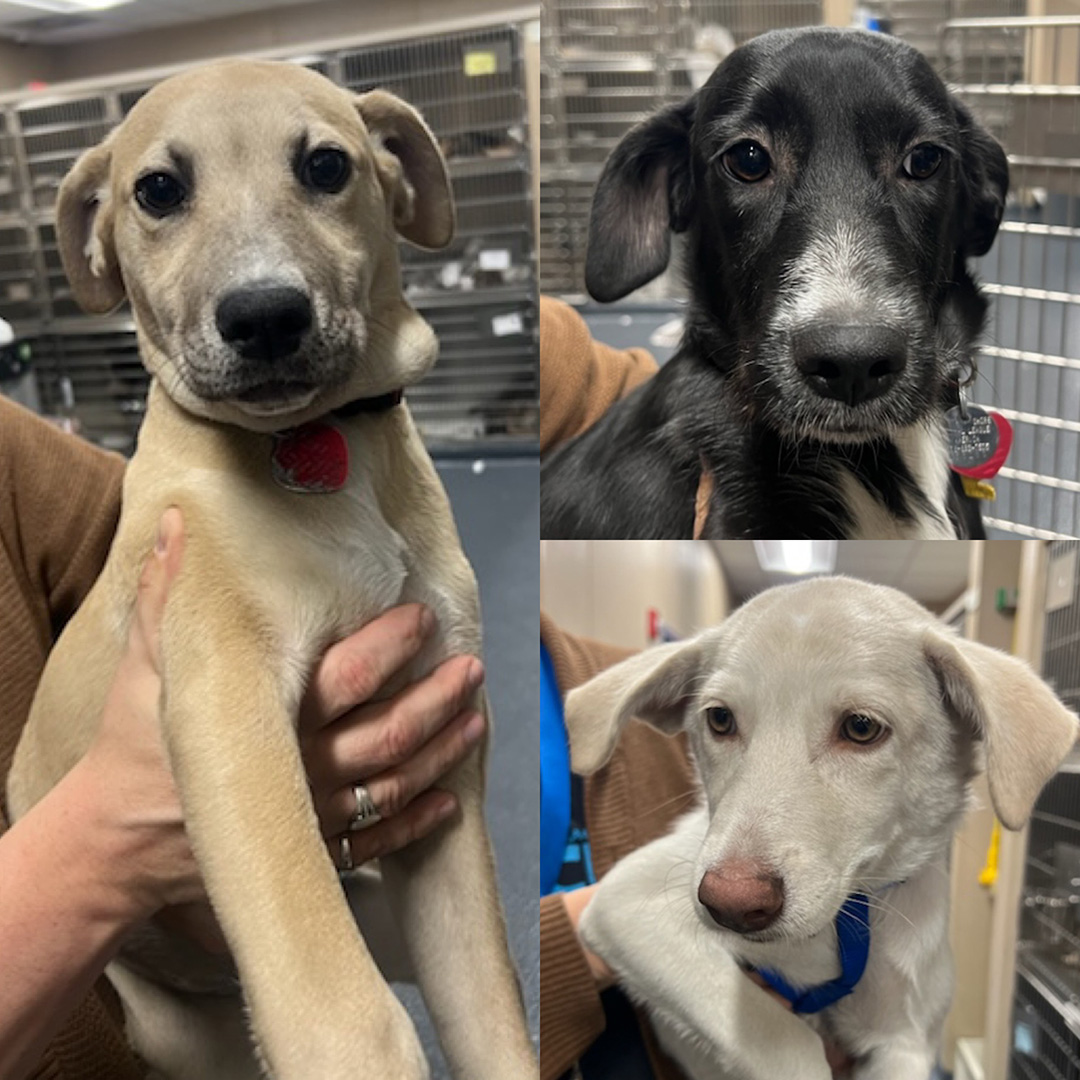 GREAT NEWS!  This Saturday 4/6/2024, we're bringing our mobile adoption unit to PetSmart in Port Jefferson (1110 NY-112) from 11am to 3pm!  
To get pre-approved before this event, please email Offsite@AnimalLeague.org!
#GetYourRescueOn #Adopt #PortJefferson