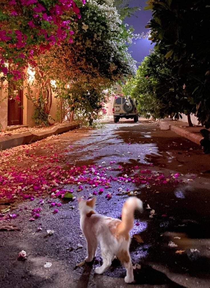 sofiaRealx's tweet photo. Aslamualikum 
Good evening https://t.co/qrQHk9Y7Nj