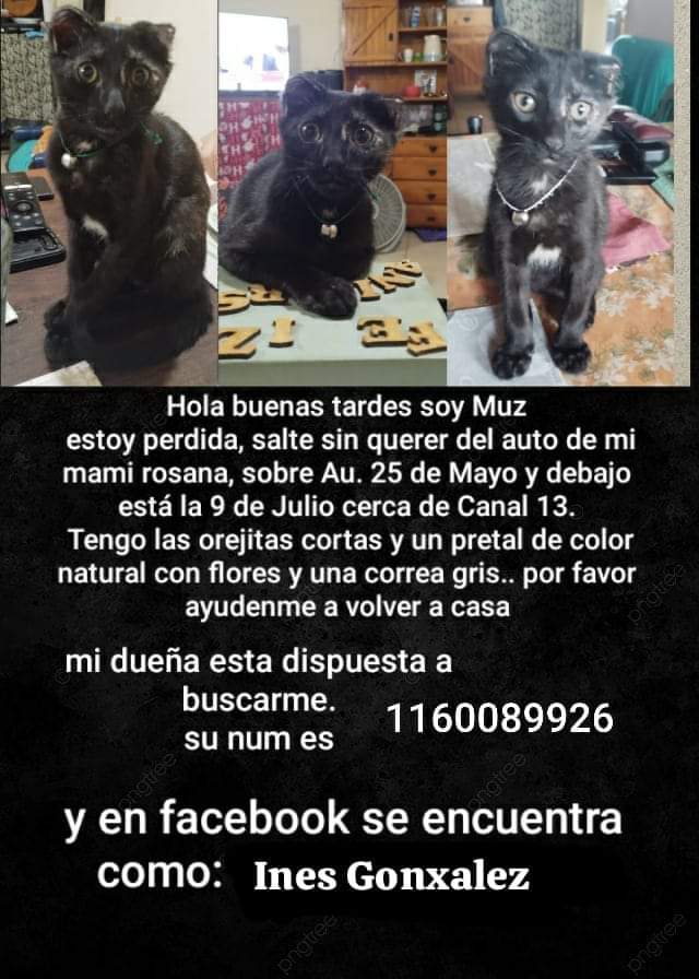adrianacarr's tweet photo. Buscan a esta gatita que se perdió en la zona de Constitución. https://t.co/gfWDqa1K1f