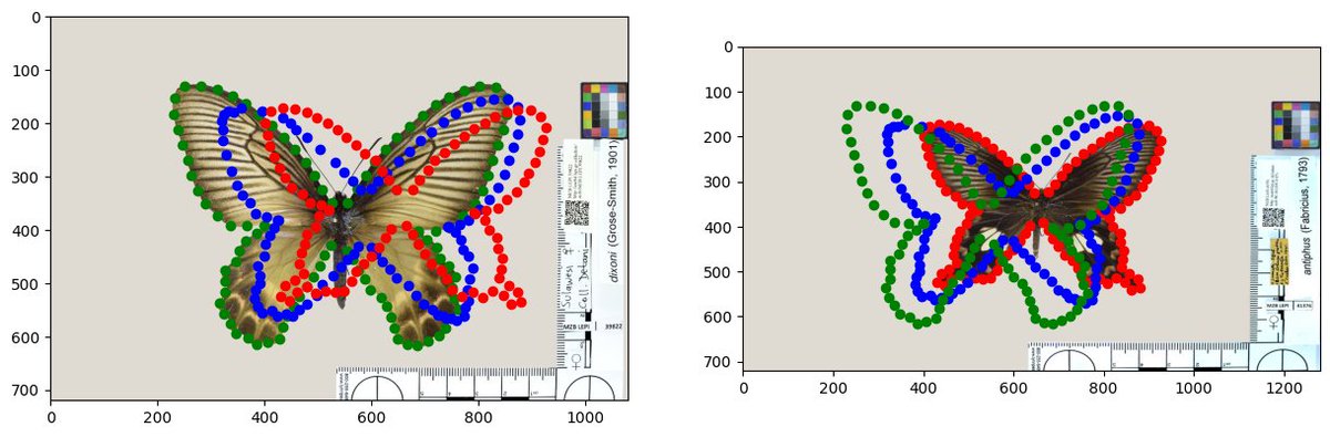 Michael Baand (@michael_lind_s) on Twitter photo Our notebook, github.com/ComputationalE… ..., implements a fast estimation of shape in inner nodes in a phylogenetic tree. Hyperiax is used here to estimate the intermediate shape(in blue) between two different species of butterflies!
<a href="/CCEM_ucph/">Centre for Computational Evolutionary Morphometry</a> Our notebook, github.com/ComputationalE… ..., implements a fast estimation of shape in inner nodes in a phylogenetic tree. Hyperiax is used here to estimate the intermediate shape(in blue) between two different species of butterflies!
<a href="/CCEM_ucph/">Centre for Computational Evolutionary Morphometry</a>