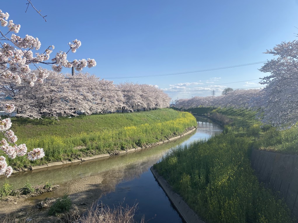 奈良市の桜スポット、佐保川の桜マップです!(毎年同じものを投稿している)

奈良市内を流れる佐保川沿い5㎞に亘ってこんな桜並木が続いています🌸🌸🌸
※写真は過去のもの

観光協会によると現在5分咲き。今週末には満開になるかも! 