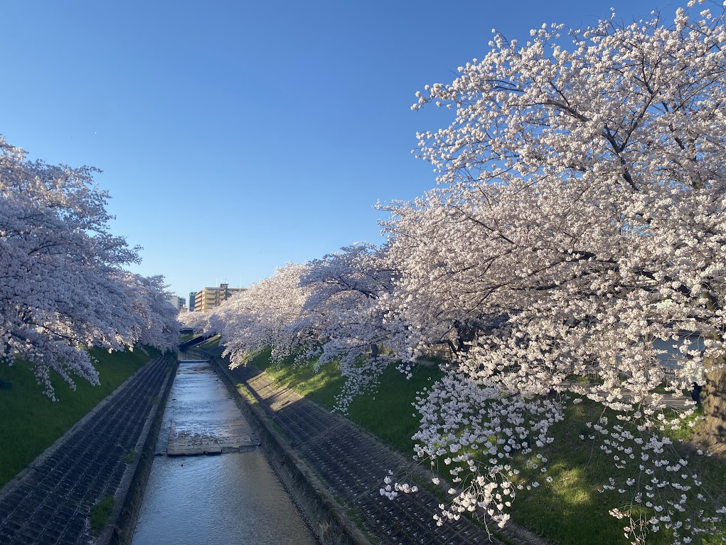 奈良市の桜スポット、佐保川の桜マップです!(毎年同じものを投稿している)

奈良市内を流れる佐保川沿い5㎞に亘ってこんな桜並木が続いています🌸🌸🌸
※写真は過去のもの

観光協会によると現在5分咲き。今週末には満開になるかも! 