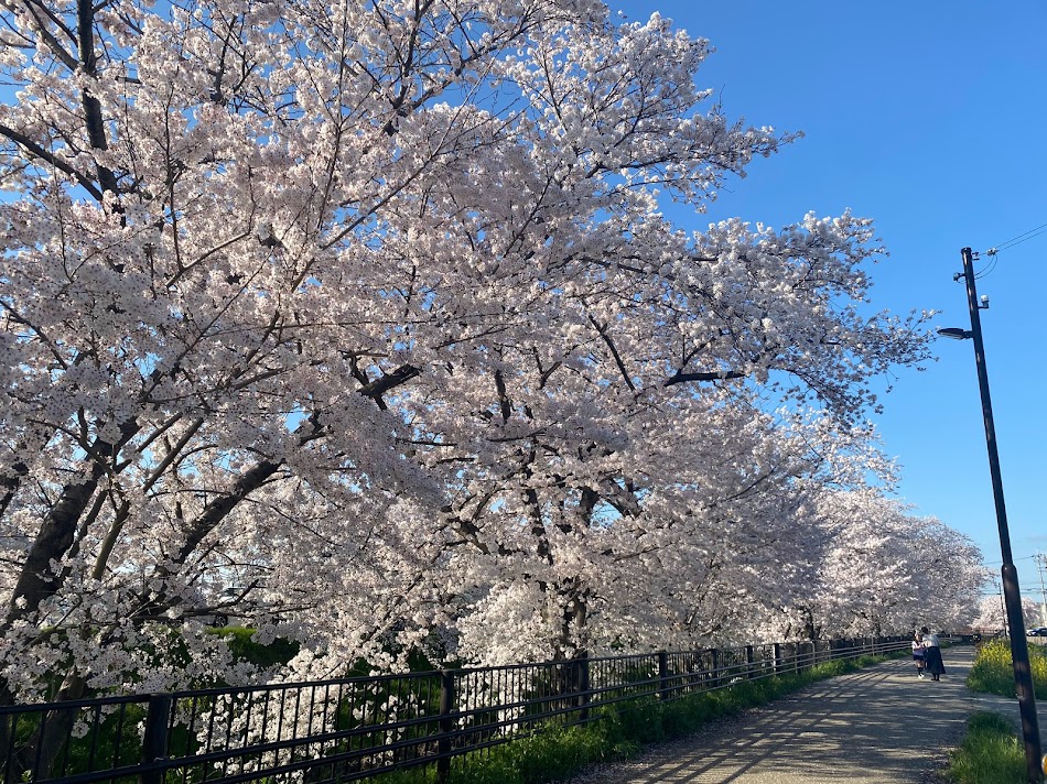 奈良市の桜スポット、佐保川の桜マップです!(毎年同じものを投稿している)

奈良市内を流れる佐保川沿い5㎞に亘ってこんな桜並木が続いています🌸🌸🌸
※写真は過去のもの

観光協会によると現在5分咲き。今週末には満開になるかも! 