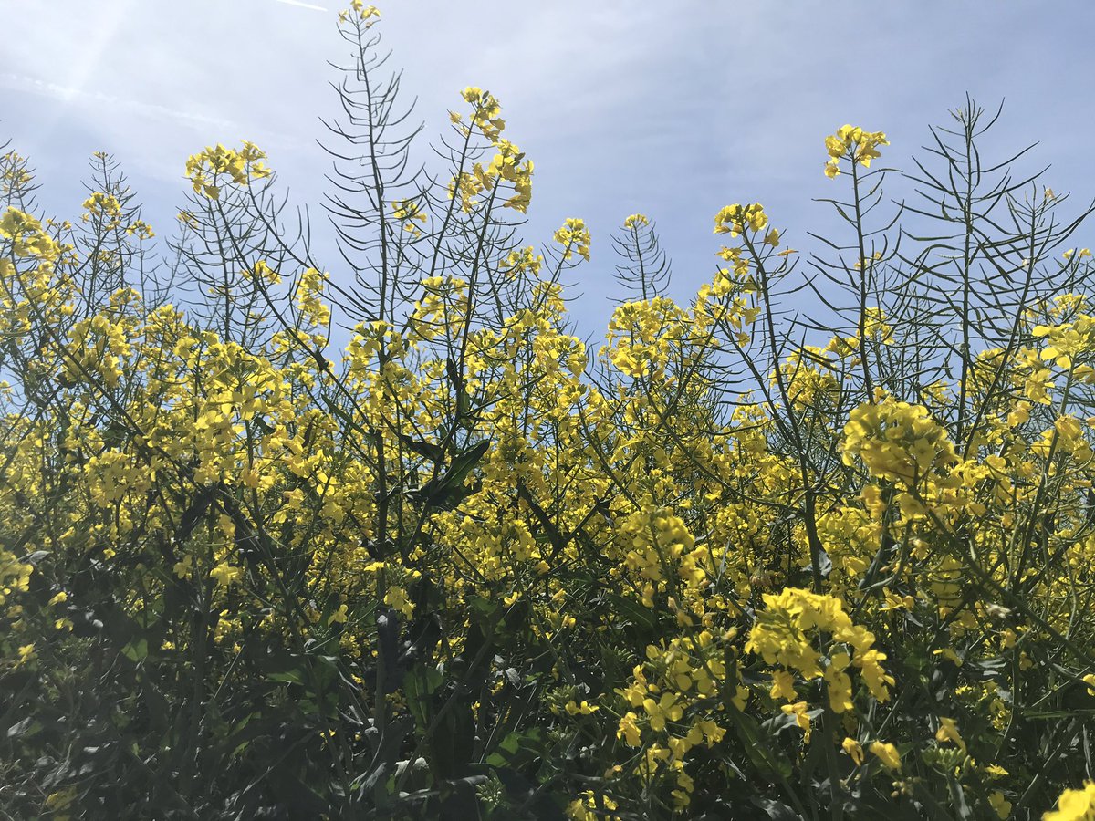 TeiaG2012's tweet photo. Això és el que busquem en un camp de #colza: bona densitat de planta, ben #ramificada, amb #flors quallades de dalt a baix de la inflorescència i x tant amb totes les #silíqües sanes, sense pugó ni excessius danys per #meligethesaeneus i/o pels diversos #corcs. avui #SerradeDaró https://t.co/XRntqSiMh3