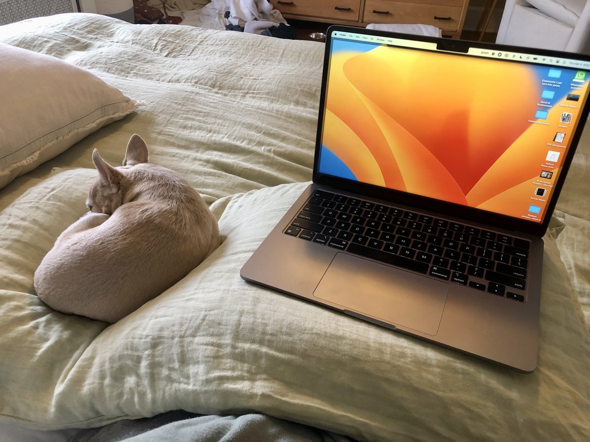 You may think body pillows are for snuggling up to in your sleep. But actually, they’re designed for early morning work sessions with your chihuahua. The more you know.