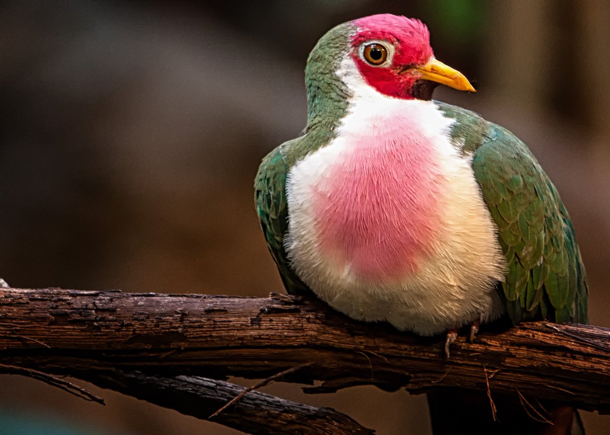 Another beautiful photo taken by the incredible @mpachis_photo for Birdsday Thursday! #memphiszoo #zoo #birdsdaythursday #birds #birds #beautiful #photography