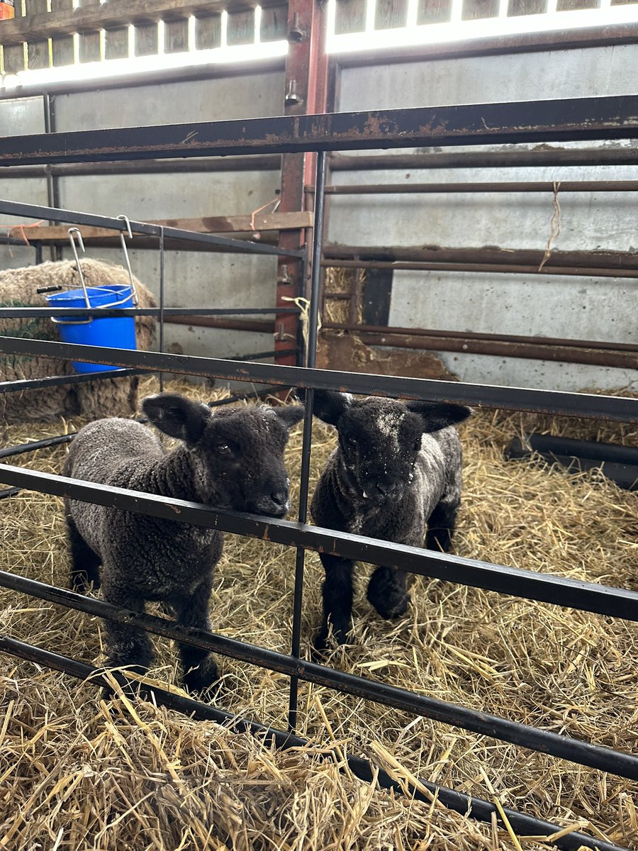 Bob and Carole are doing very well, Bob is turning in to a chunky monkey!! But both are thriving and if this rain ever stops they will get some fresh air and grass in the garden 🤞🤞🤞🥰🥰🥰🥰 @amblingwarrior @loosecollie @AndrewGoodinson @GarethBubb #lambing24 #colouredryelands