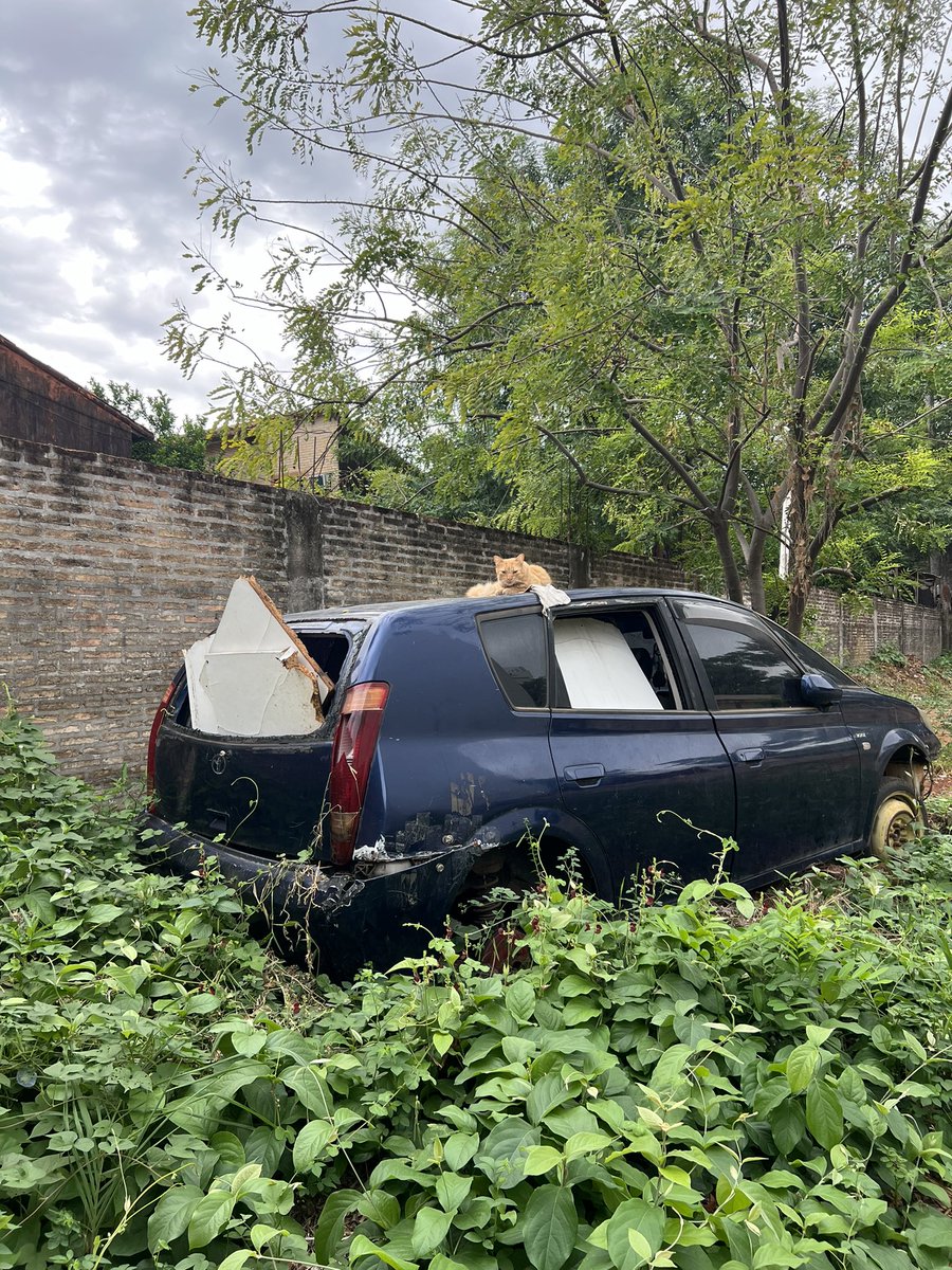 Majito1033's tweet photo. Kuarahy entre Comendador Bo y Durazno ; a 2 cuadras de @trecepy  
Hace semanas dejaron árbol cortado y ahora meten chatarra y basura 
@LambareDe  @infolambare  @lambareciudad  @BomberosLambare https://t.co/rOuYUR1xL5