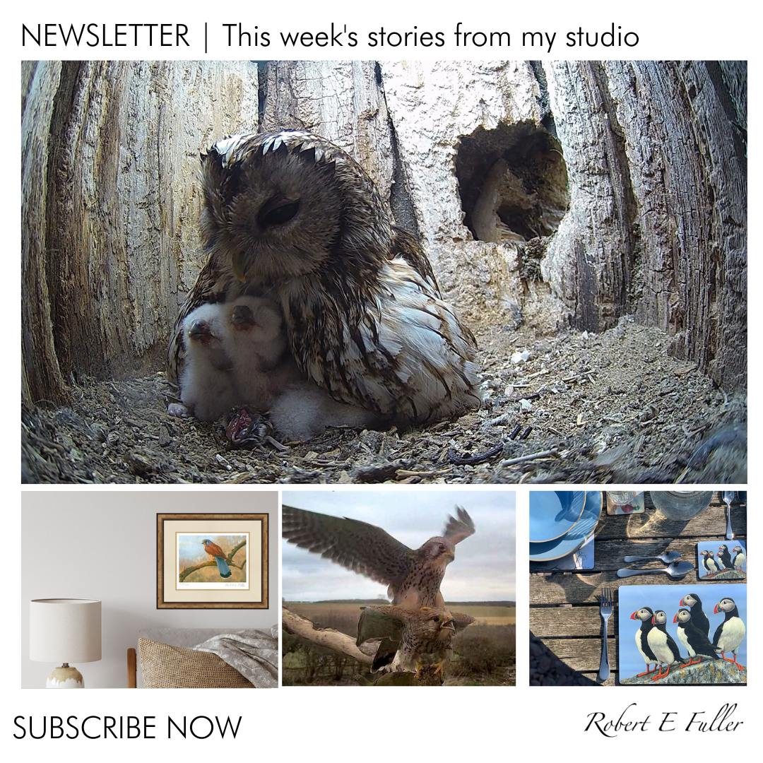 For regular wildlife and art updates, sign up to my newsletter👇mailchi.mp/robertefuller/…