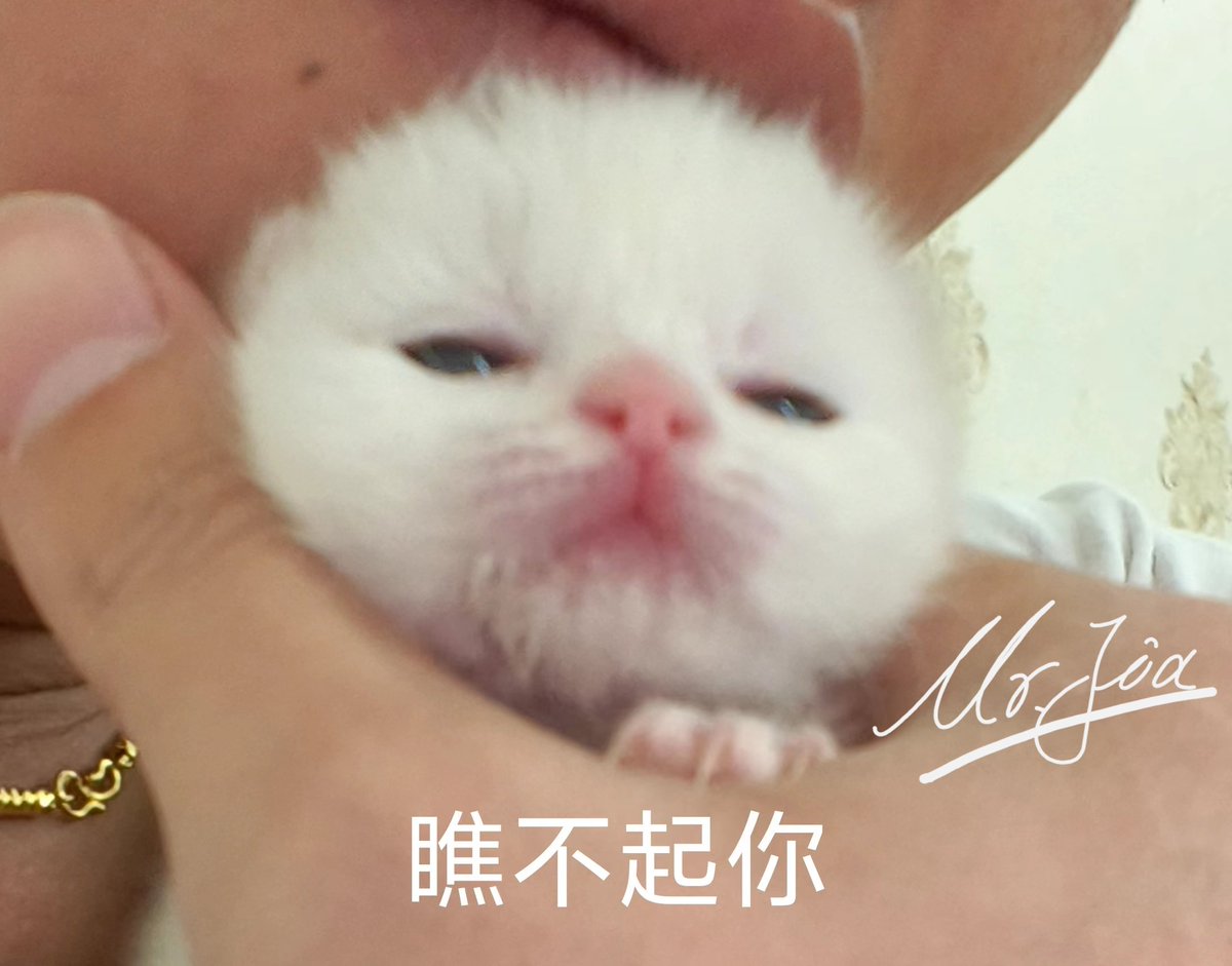 会淡圈一段时间，家里前段时间捡回了两只当时还没有睁开眼睛的小猫，在手工喂她们。
    因为一些原因，其中的一只，已经永远离开我了。
    我只能尽我所能得对剩下的这只好。
    所以…私信看到会回复，衷心希望再回来的时候，能跟大家分享我的宝贝健康长大了的消息。
✔其实我们眼睛可大啦！