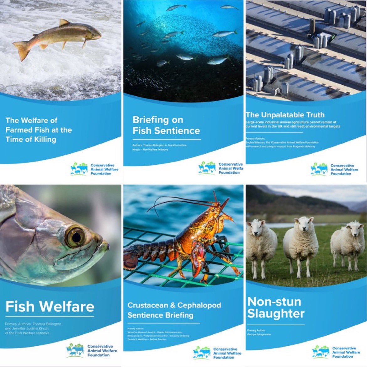 We look back on some of the many animal welfare research reports we have published, including briefings on crustacean & cephalopod sentience, fish sentience, industrial factory farms, fish welfare and more reports. Find them on our website: …nservativeanimalwelfarefoundation.org/cawf-resources…