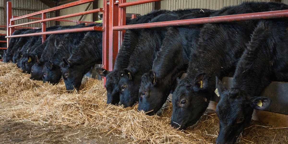 🐄Dairy-beef is playing a growing part in the UK beef market and supply chain.
But how much does the GB dairy herd contribute to British beef production, and how is that changing? We explore the latest data to find out.

📊Read the report here: tinyurl.com/mr35yzzd