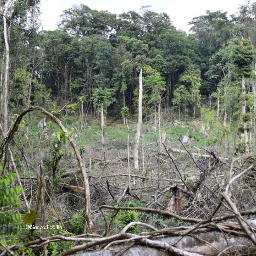 🌳¡Protejamos La Moskitia! Guarda recursos realizan patrullajes e identifican actividades ilícitas como prácticas ganaderas. A través de los Concejos Territoriales y el @ICFHonduras se trabaja para concientizar sobre estas problemáticas. Conoce más en👉bit.ly/PatrullajesMos…